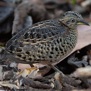 Waders - Red-backed Buttonquail