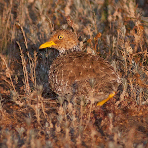 Single species wader families - The Plains Wanderer