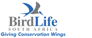 African Oystercatcher - BirdLife South Africa