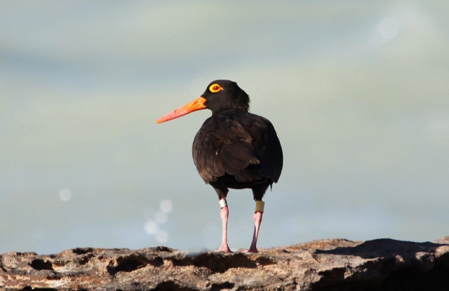 Sooty Oystercatcher ophthalmicus (1) © Elis Simpson