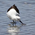 Avocets and Stilts Andean Avocet 