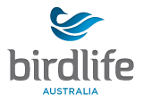Pied Oystercatcher protected by Birdlife Australia
