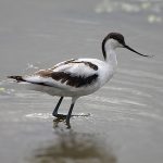 Avocets and Stilts Pied Avocet