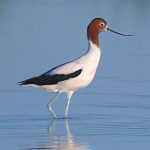 Avocets and Stilts Red-necked Avocet
