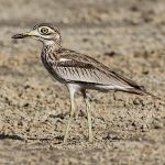 Stone-curlews and Thick-knees - Senegal Thick-knee