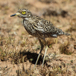 Stone-curlews and Thick-knees - Spotted Thick-knee