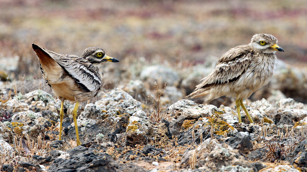 Eurasian Stone-curlew (3) © Barry Madden