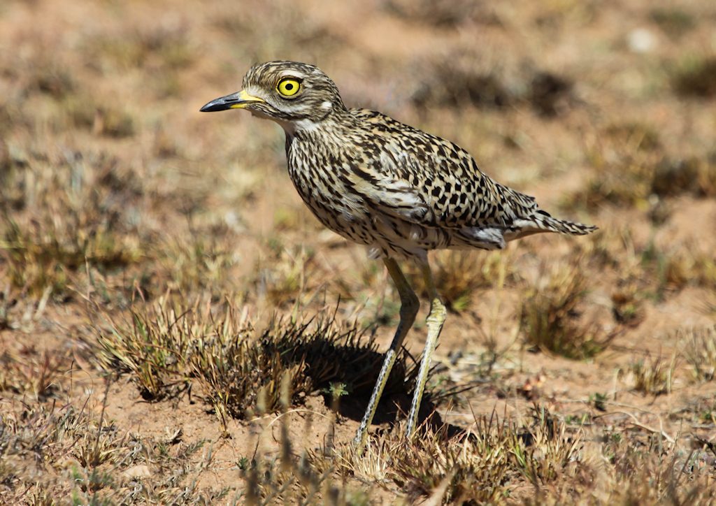 Stone Curlews - Spotted Thick-knee