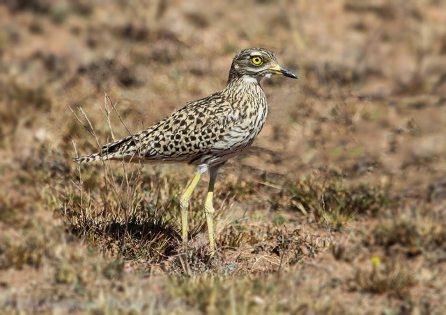 Spotted Thick-knee (2) © Elis Simpson