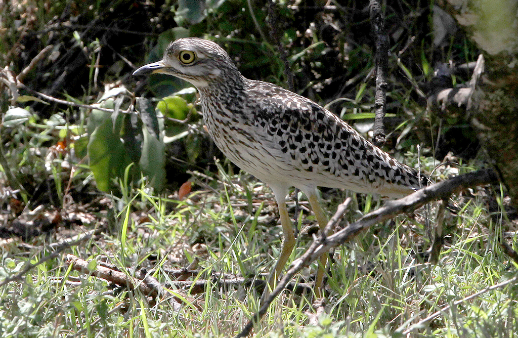 Spotted Thick-knee (3) © Barry Madden