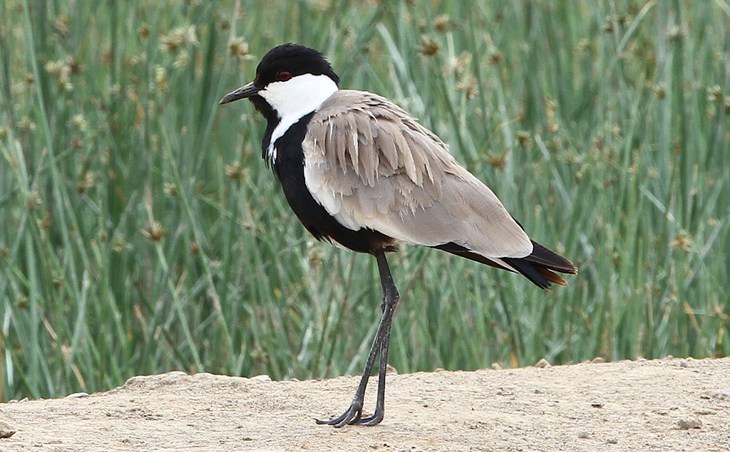 Spur-winged Lapwing (2) © Barry Madden