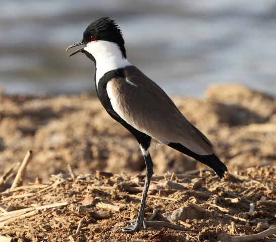 Spur-winged Lapwing (3) © Barry Madden