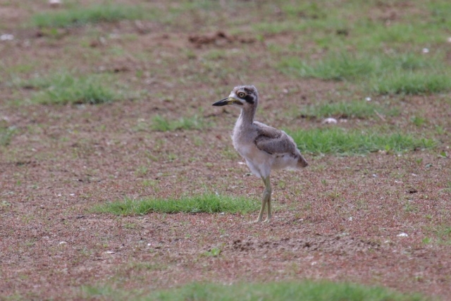 Great Thick-knee chick © Tommy Pedersen