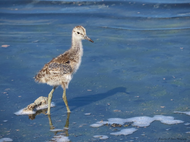 Willet chick © Jackie Cestero