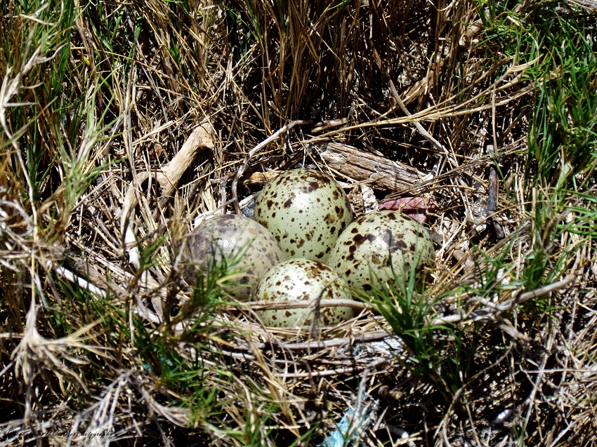 Willet Nest with 4 eggs © Jackie Cestero