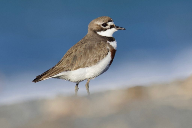 Double-banded Plover (1) Dave Jackson