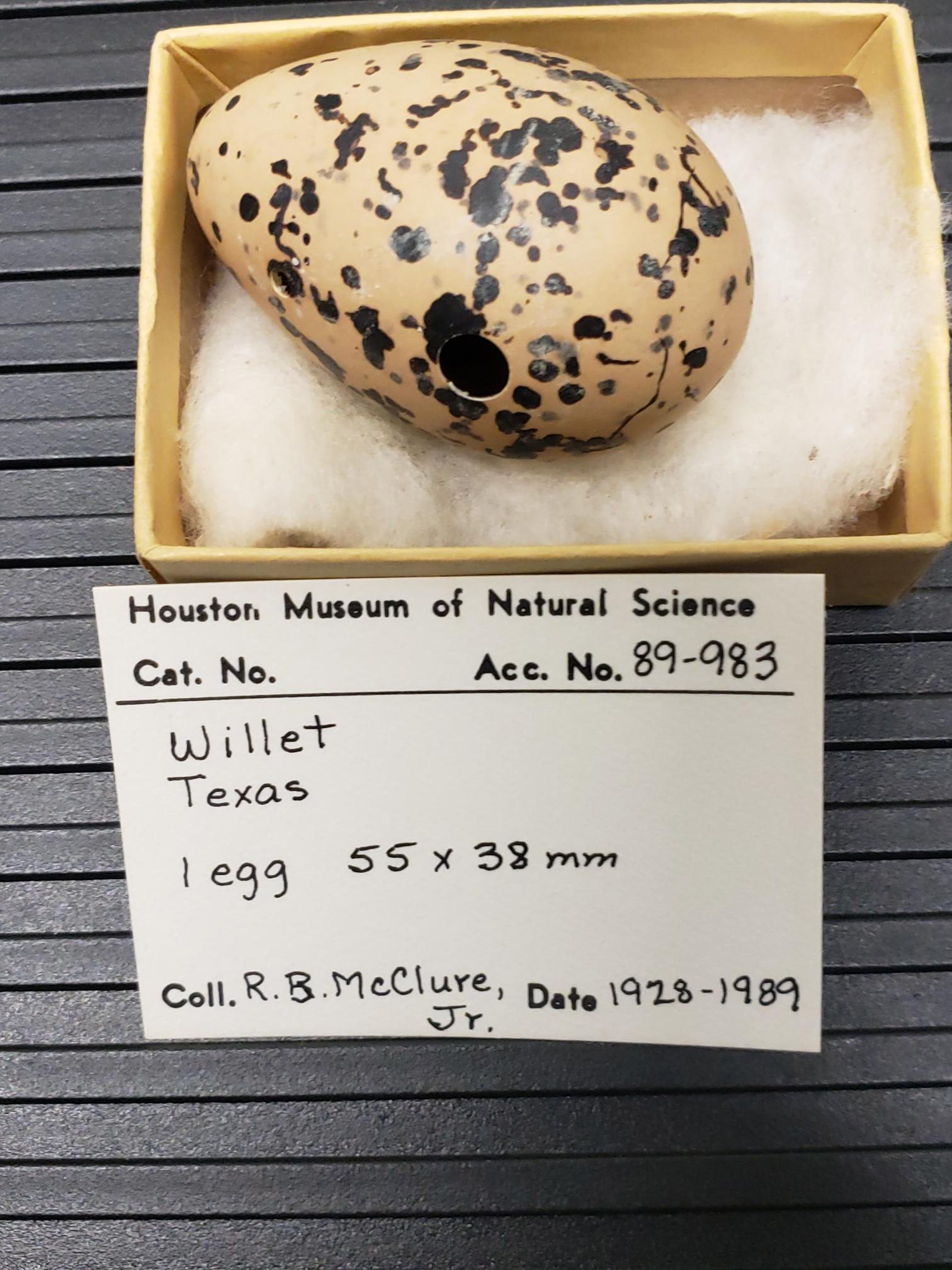 Willet egg © Dr Daniel M. Brooks; Houston Museum of Natural Science