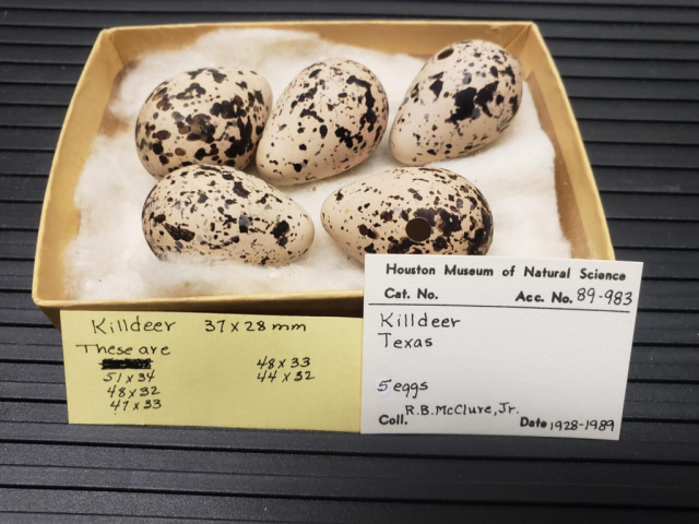 Killdeer eggs © Dr Daniel M. Brooks; Houston Museum of Natural Science