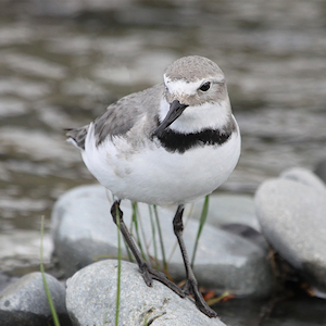 Splits, reshuffles and renaming of the plovers and two thick-knees
