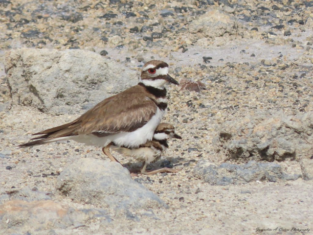 Adult Killdeer & chick (2) © Jacqueline A. Cestero Photography
