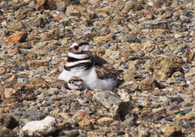 Adult Killdeer & chick (3) © Jacqueline A. Cestero Photography