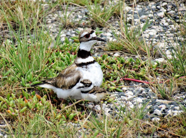 Adult Killdeer & chick (1) © Jacqueline A. Cestero Photography