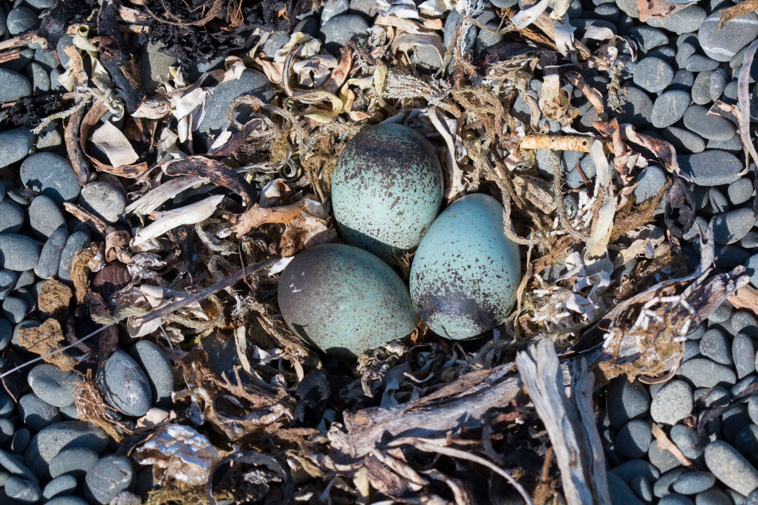 Double-banded Plover eggs © Ailsa MacGilvray-Howard