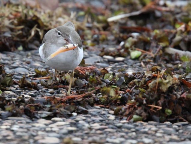 Spotted Sandpiper (4) © Terry Lairmore