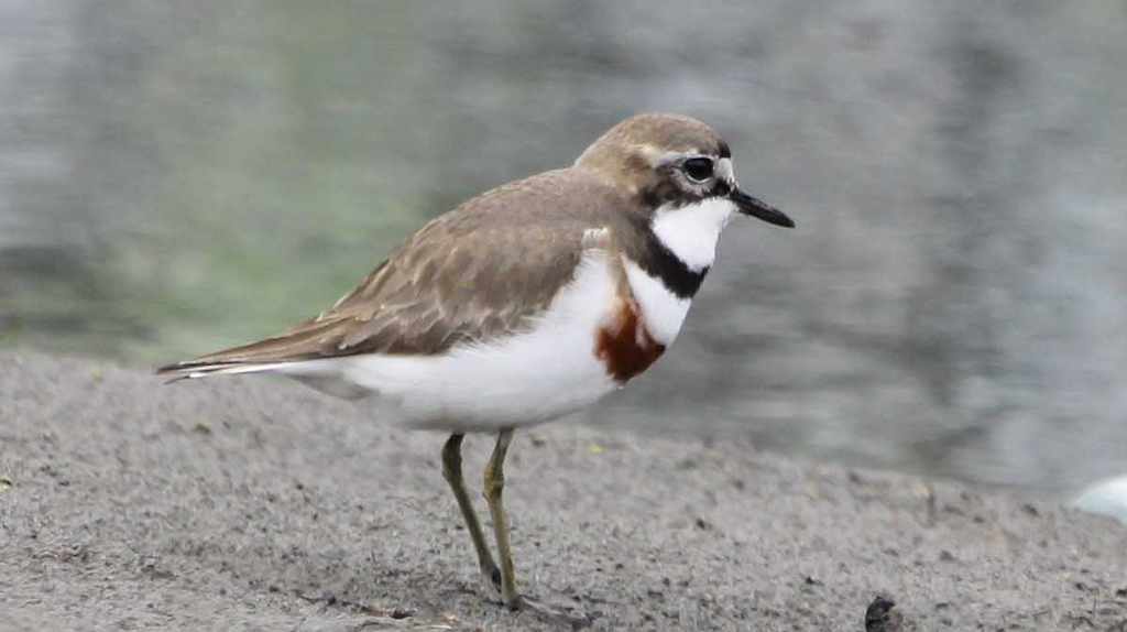 Double-banded Plover (1) © Elis Simpson