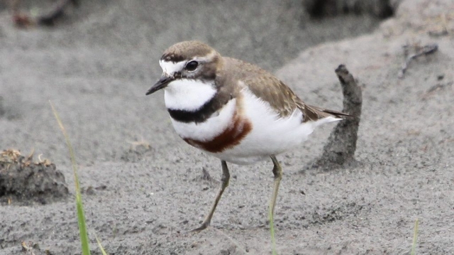 Double-banded Plover (2) Elis Simpson