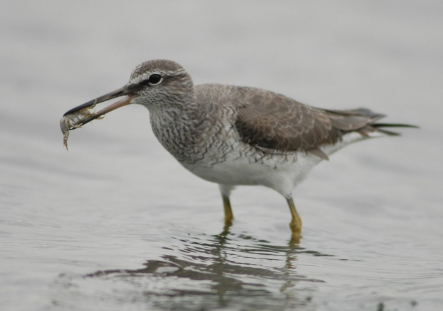 Grey-tailed Tattler (1) CC Changhua Coast Conservation Action