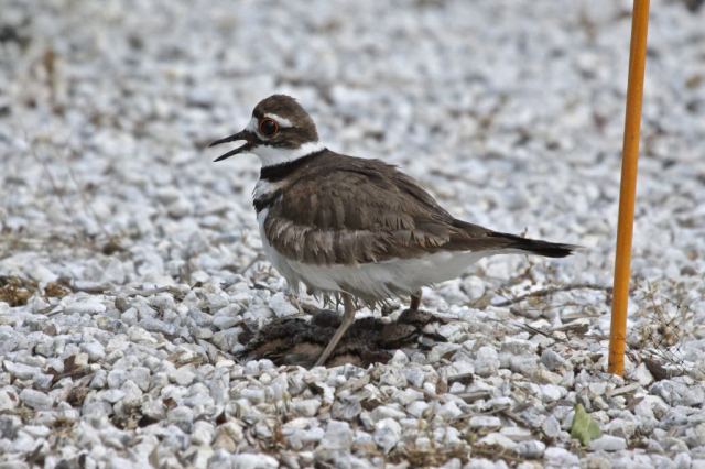 Killdeer and chicks © Annette Cunniffe