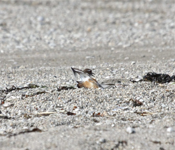 Killdeer distraction display (3) © Annette Cunniffe