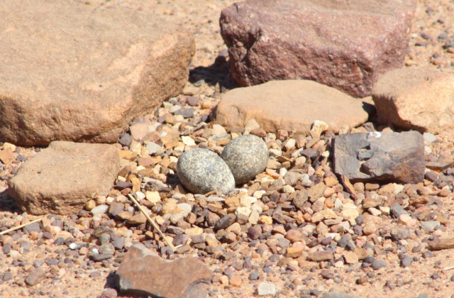 Three-banded Plover nest and eggs © Janet du Plooy