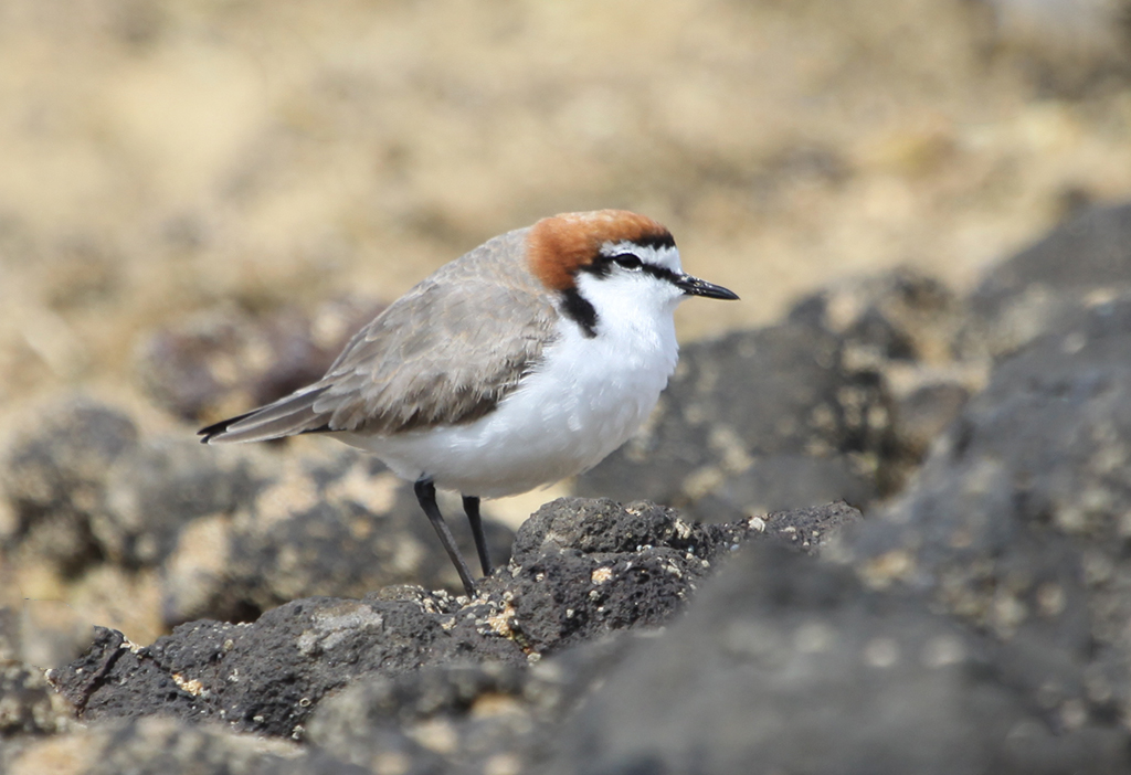 Red-capped plover (1) © Elis Simpson