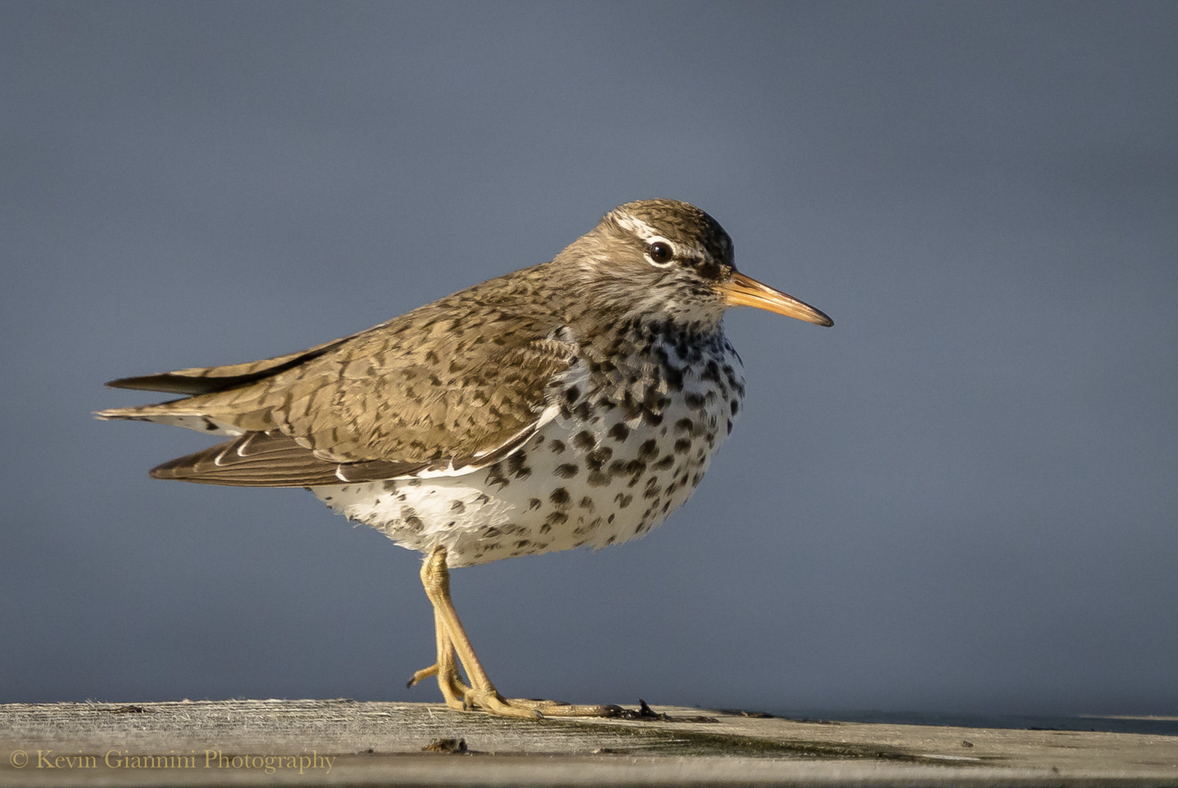 Spotted Sandpiper (1) © Kevin Giannini