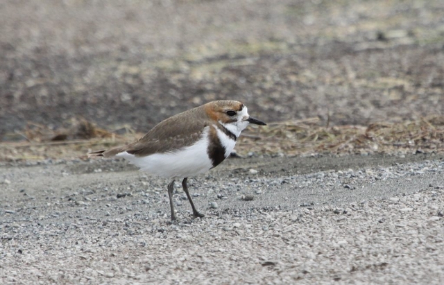 Two-banded Plover (1) © Elis Simpson