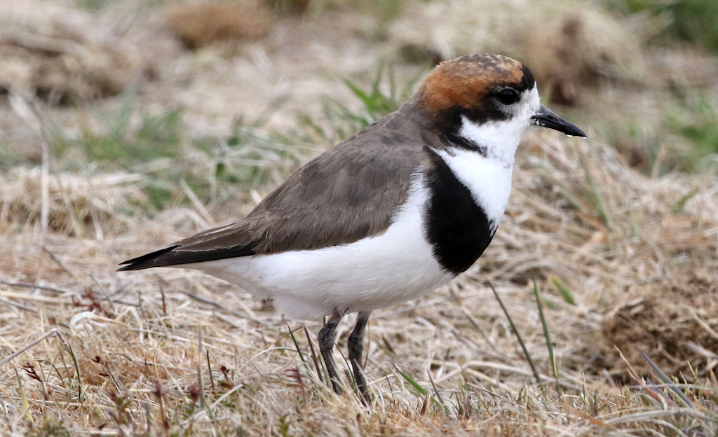 Two-banded Plover (2) © Barry Madden