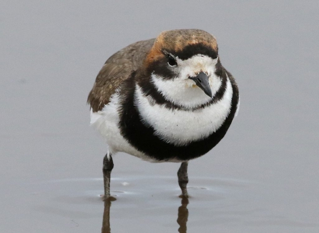 Two-banded Plover (3) © Barry Madden
