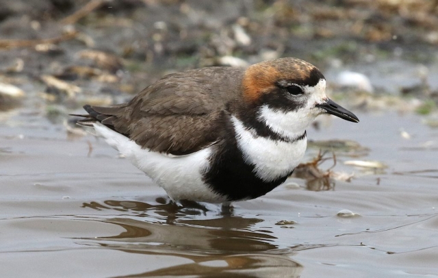 Two-banded Plover (4) © Barry Madden