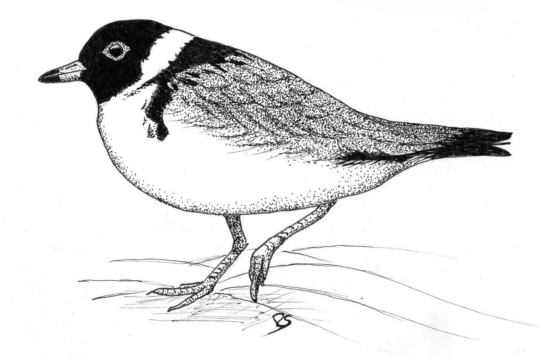 Hooded Plover; Pen and Ink © Rick Simpson