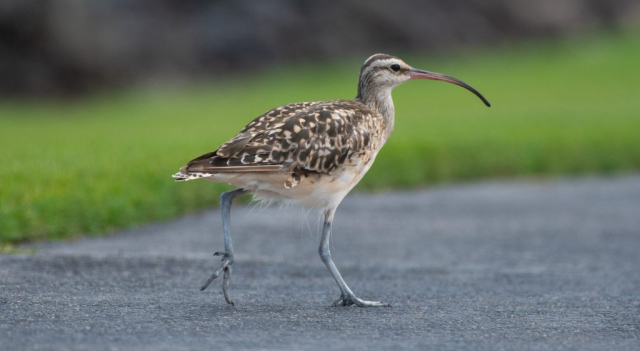 Bristle-thighed Curlew © Alex Wang (1)