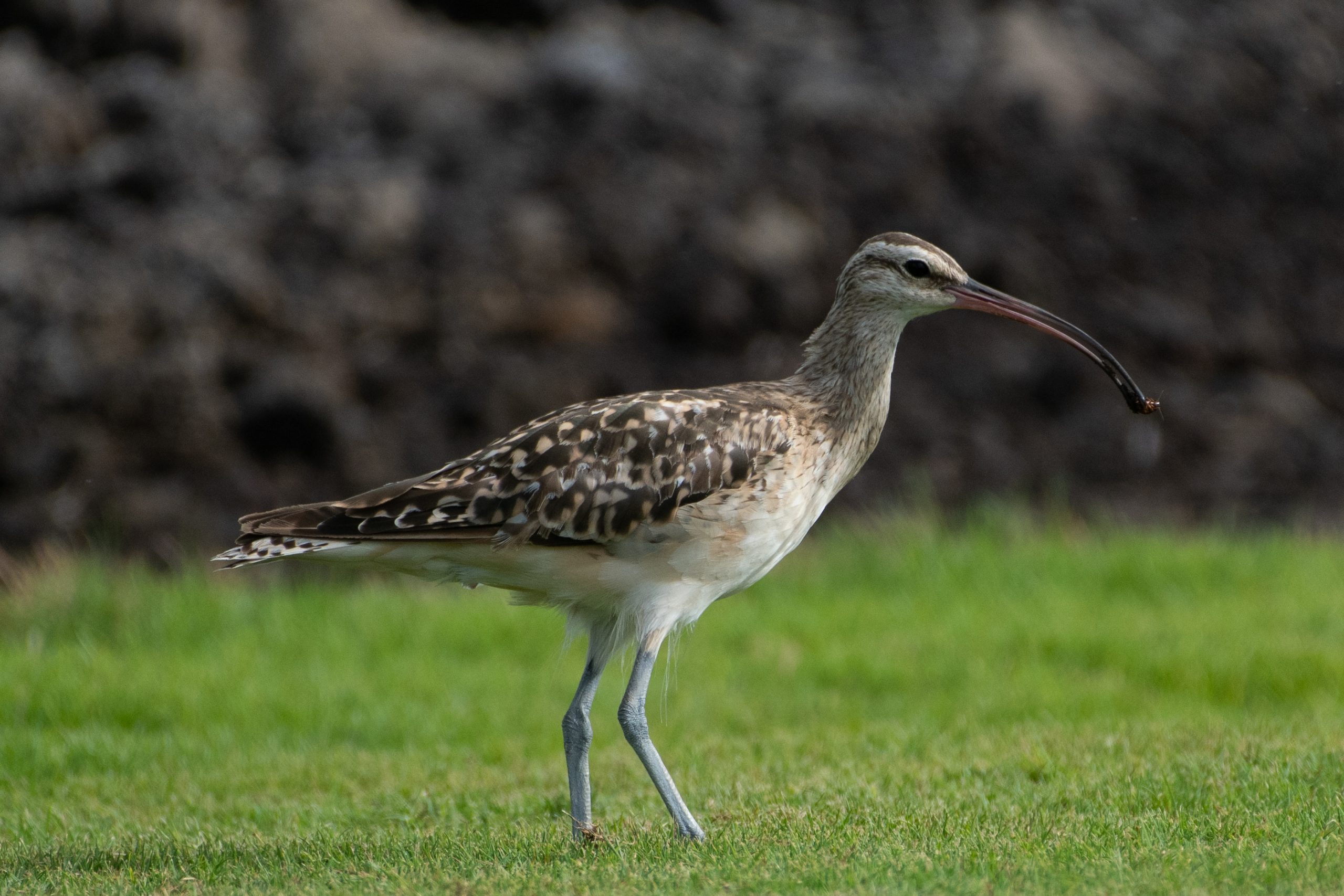 Bristle-thighed Curlew © Alex Wang (2)