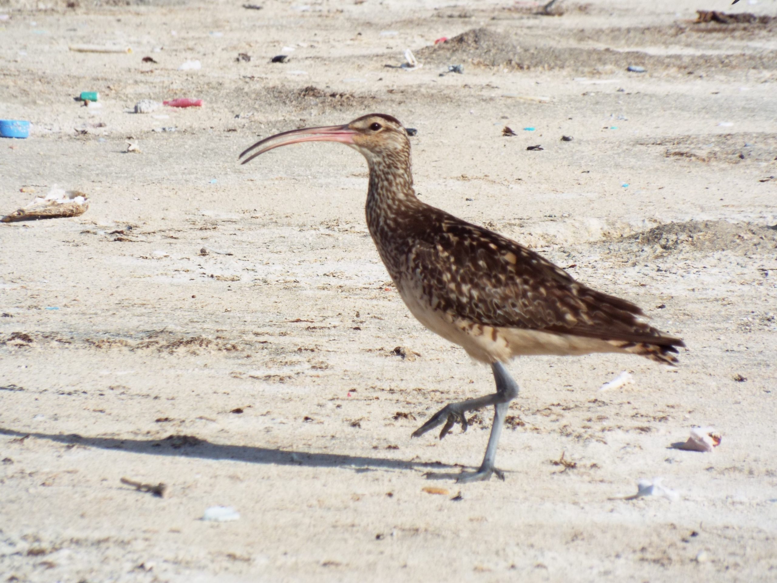 Bristle-thighed Curlew © Forest and Kim Starr (1)