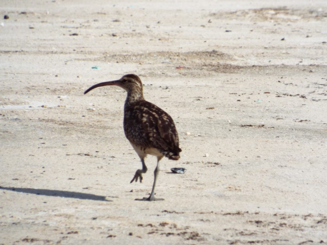 Bristle-thighed Curlew © Forest and Kim Starr (2)