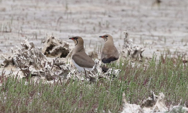 Collared Pratincole (1) © Barry Madden
