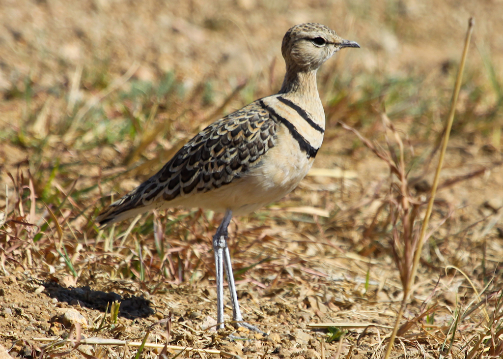 Double-banded Courser (1) © Elis Simpson