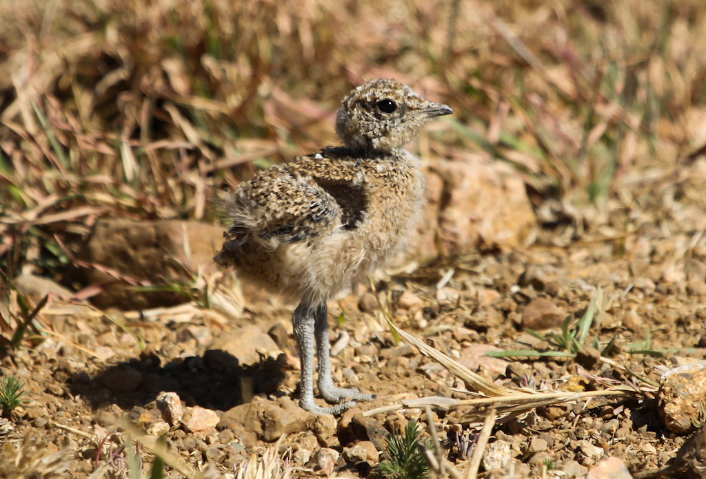 Double-banded Courser (2) © Elis Simpson