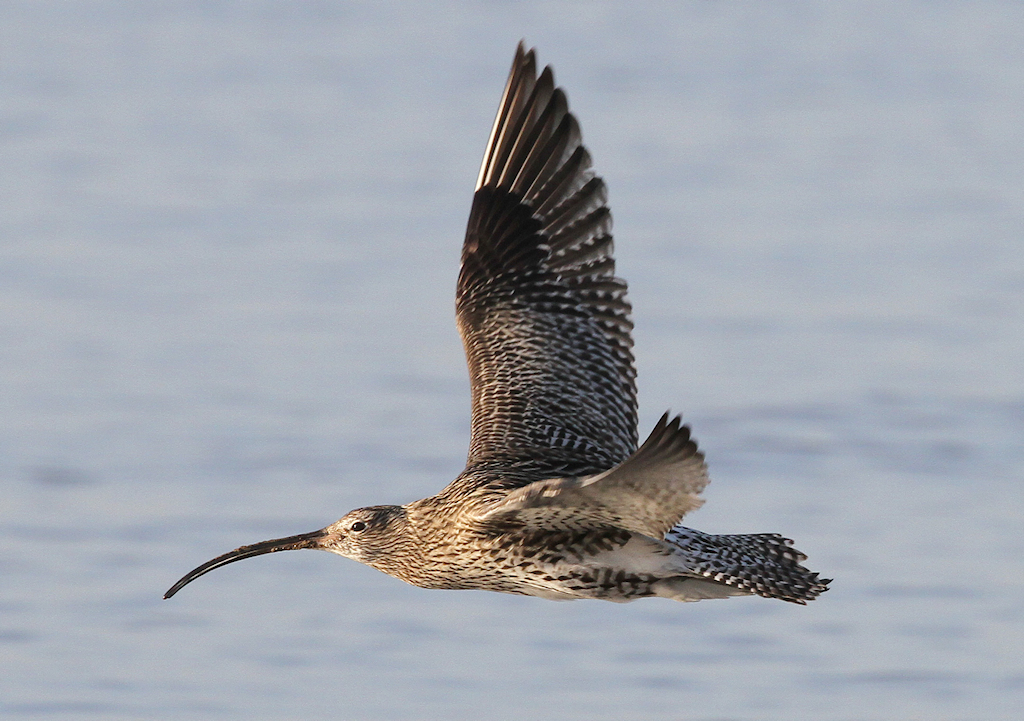 Eurasian Curlew (2) © Barry Madden