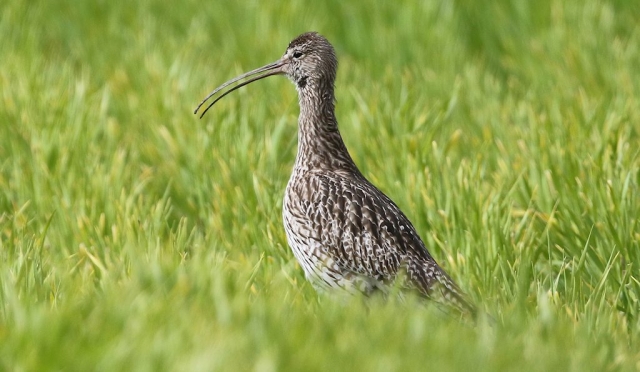Eurasian Curlew (3) © Barry Madden